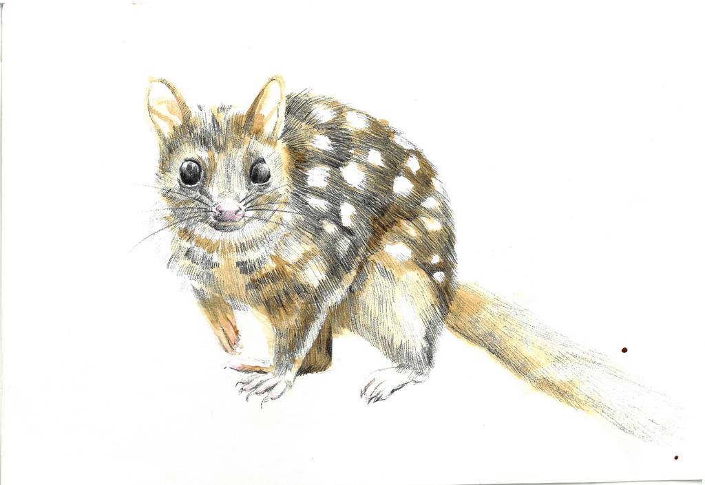 QUOLL