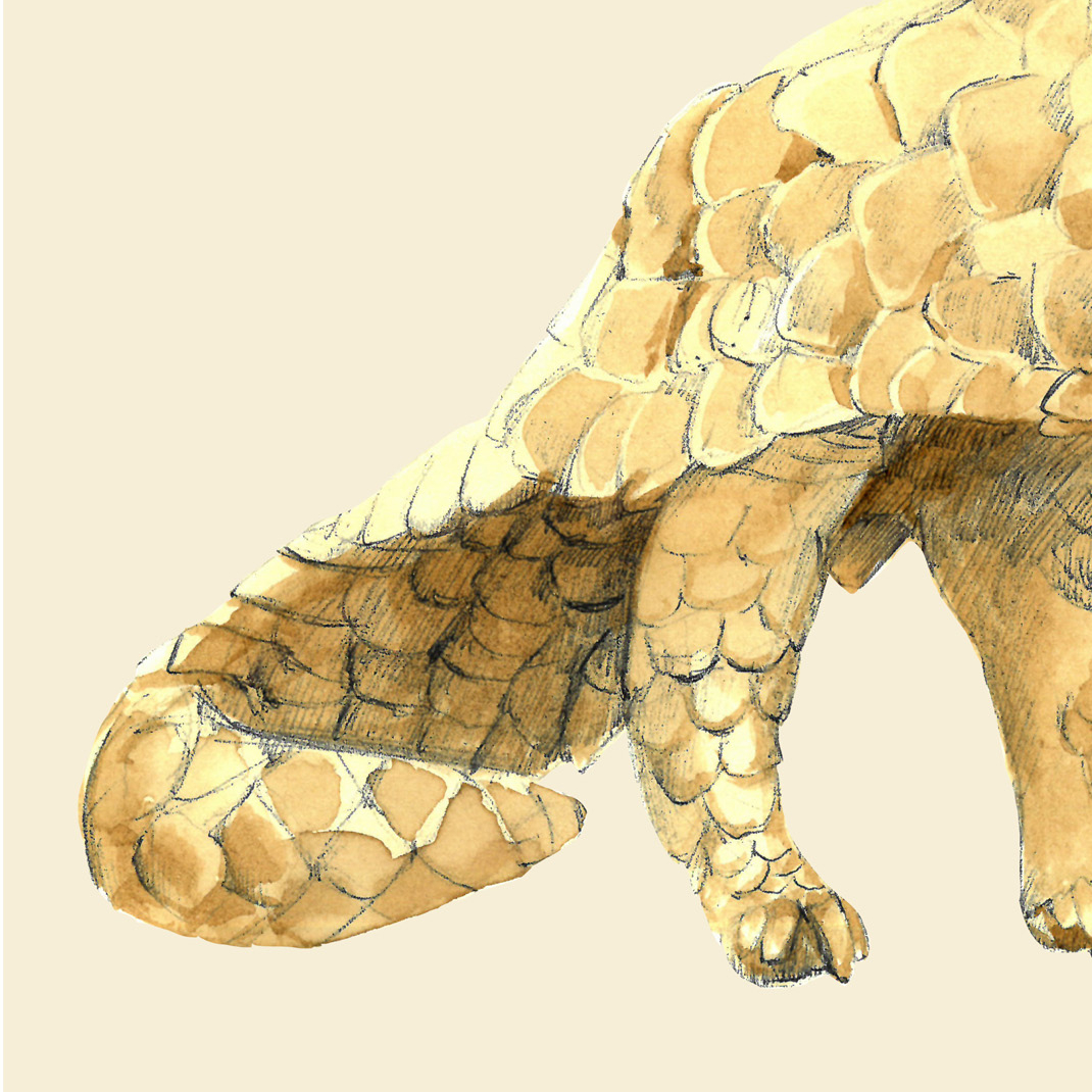 PANGOLIN