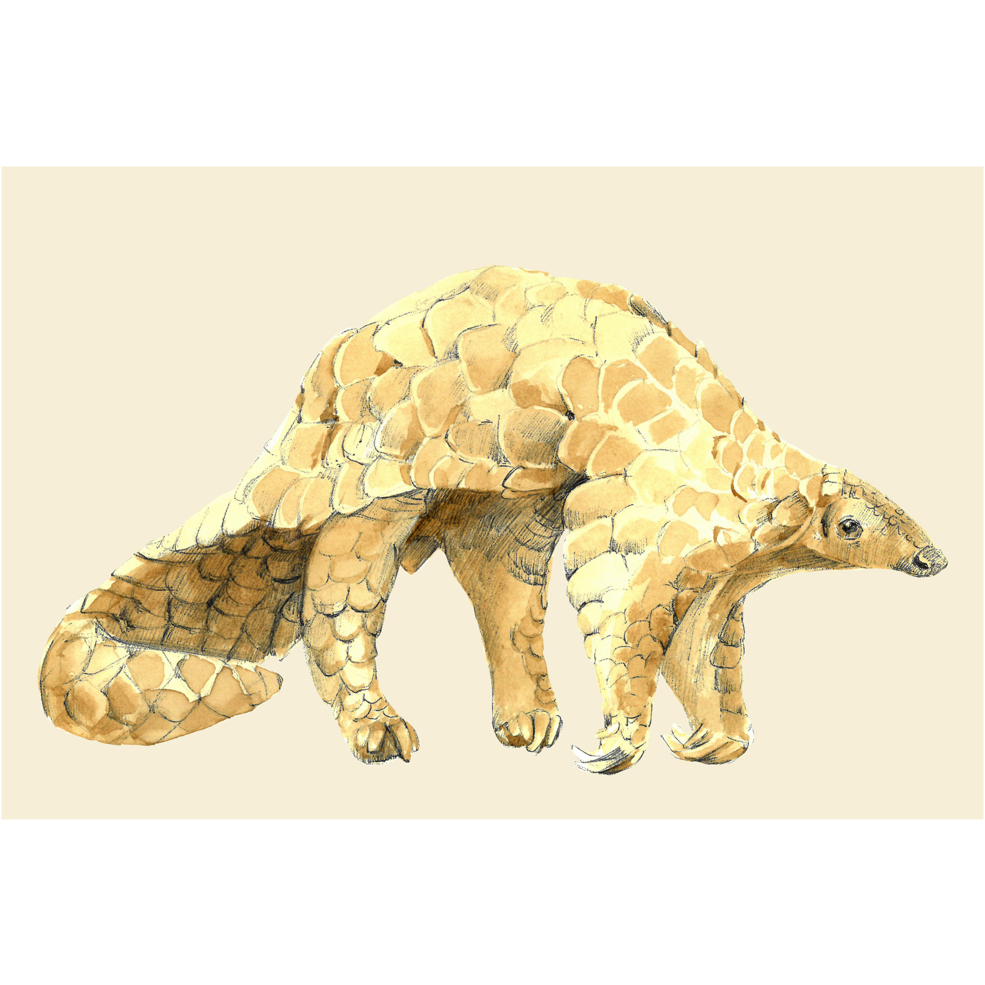 PANGOLIN