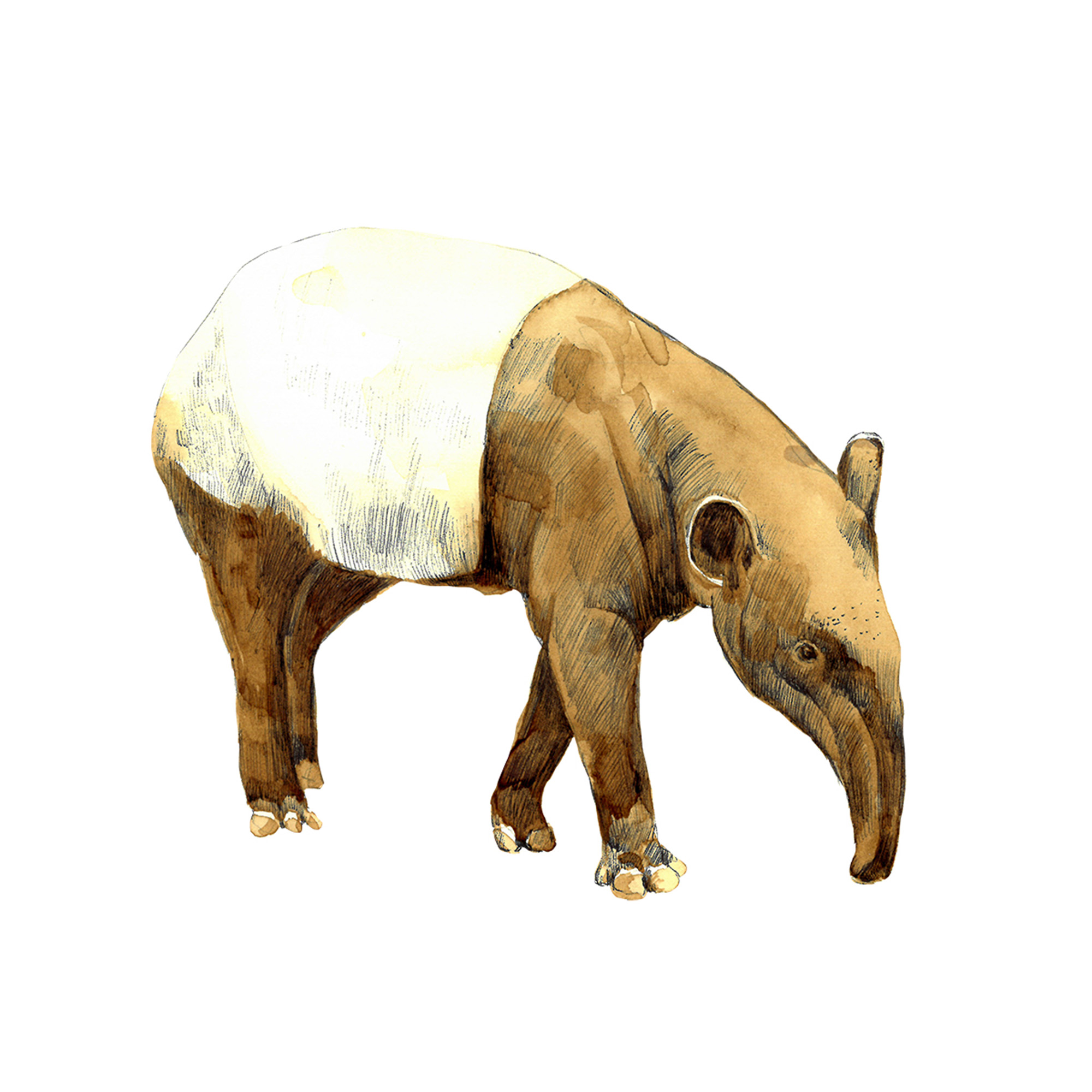 TAPIR