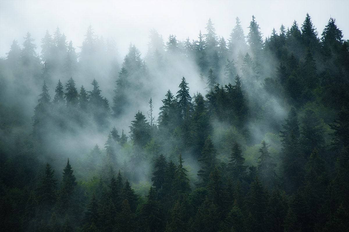 Фото по запросу Forest