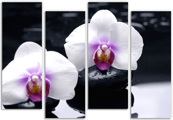 Орхидея м. Орхидея m. Фаленопсис м41.