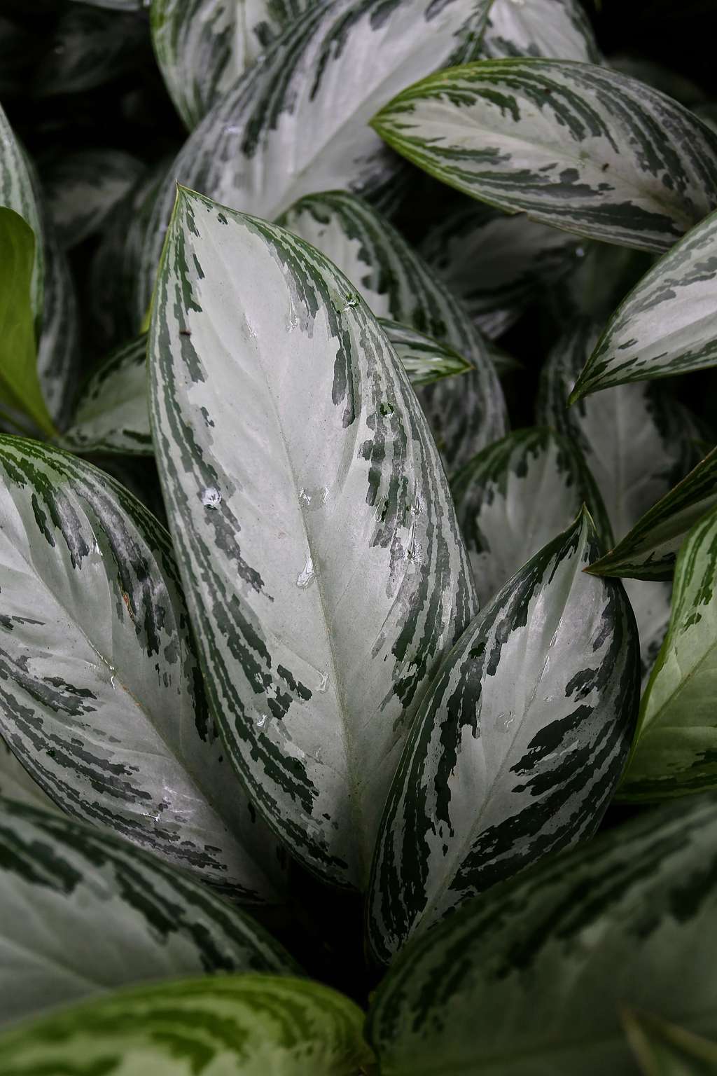 TROPISCHES PARADIES 008