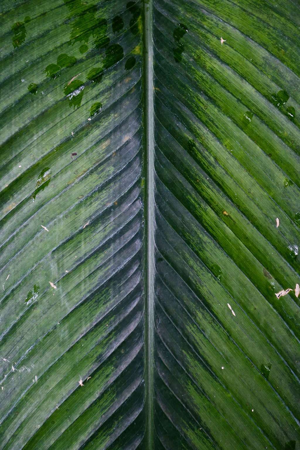 TROPISCHES PARADIES 007