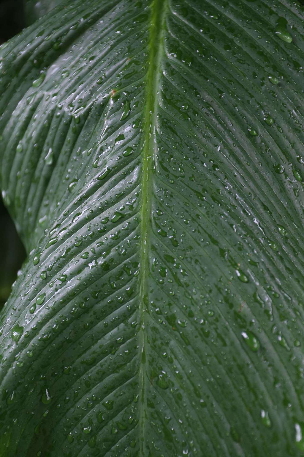 TROPISCHES PARADIES 001