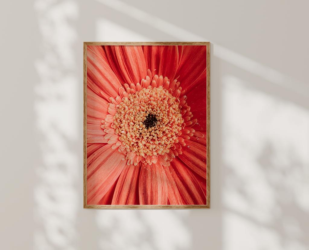 Gerbera