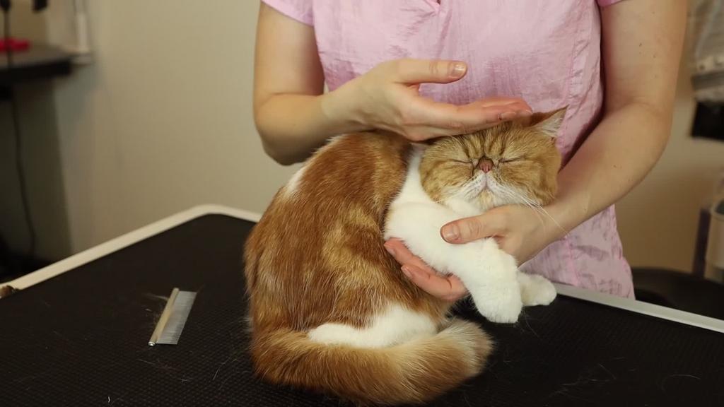 Online Kurs in der Salonpflege einer Kurzhaarkatze