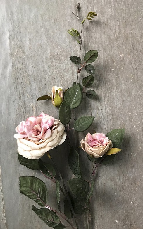 Роза пионовидная бело-розовая плетистая