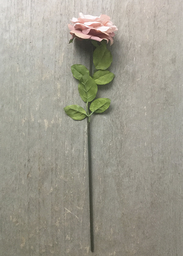 Роза розово-сиреневая короткая