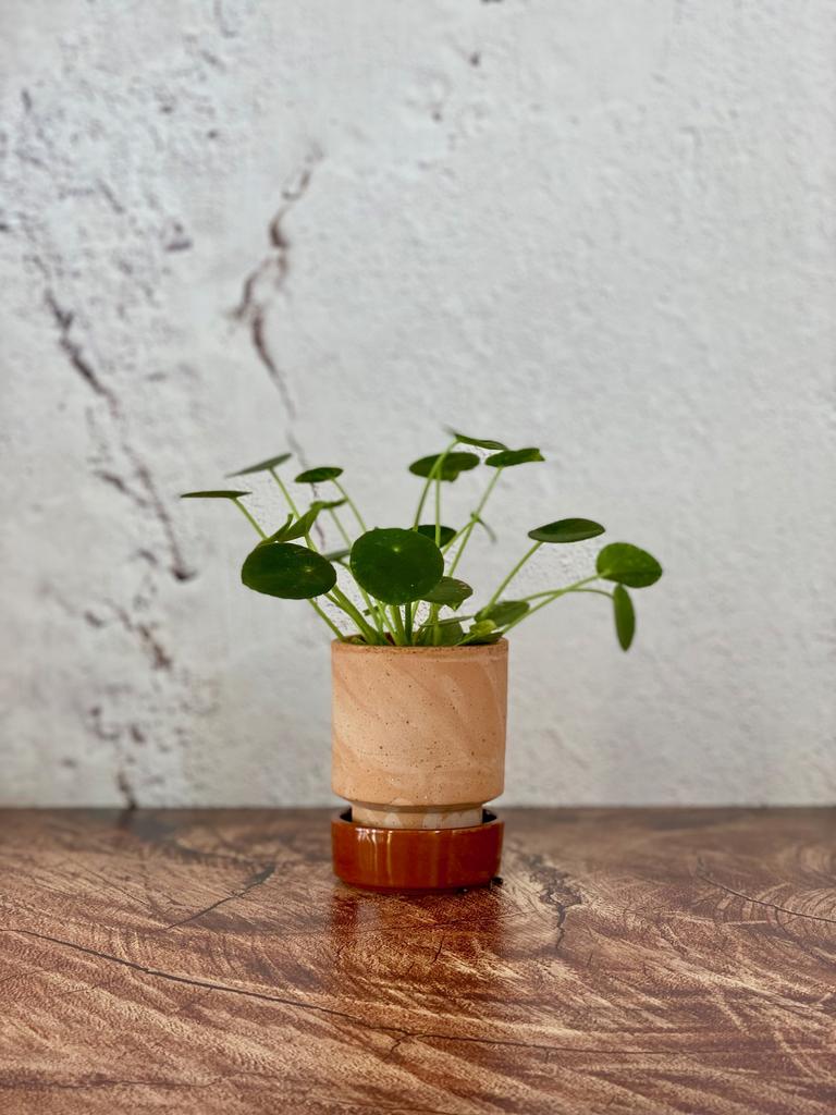 pilea - pianta delle monote cinese