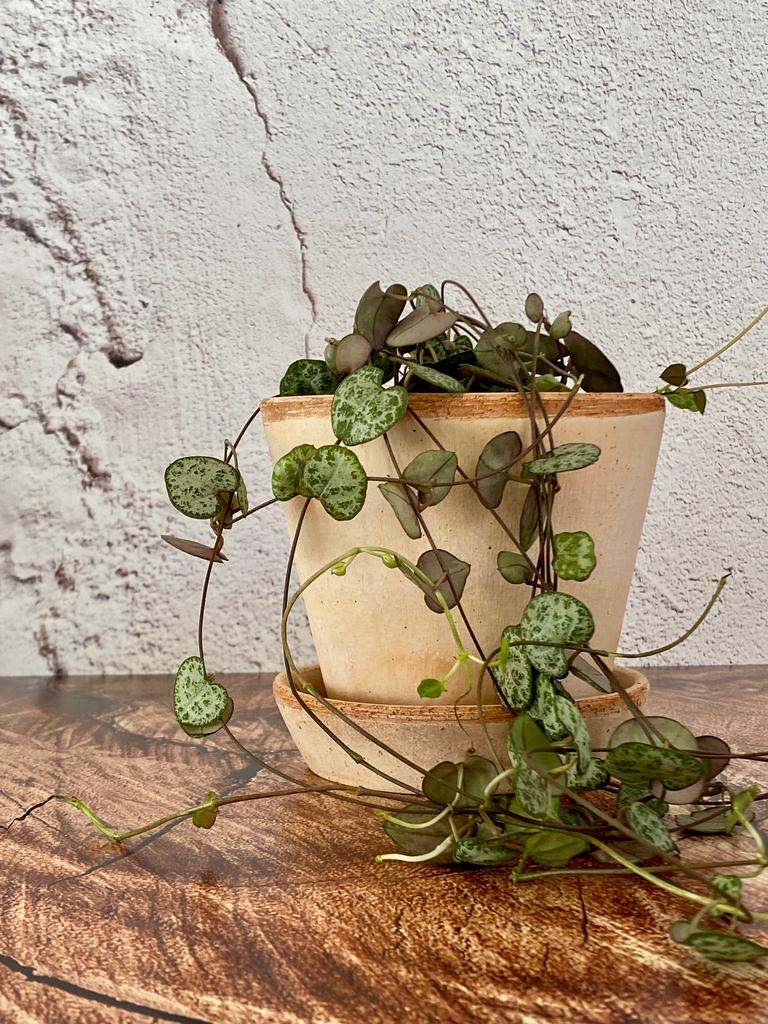 Ceropegia Woodii - baby