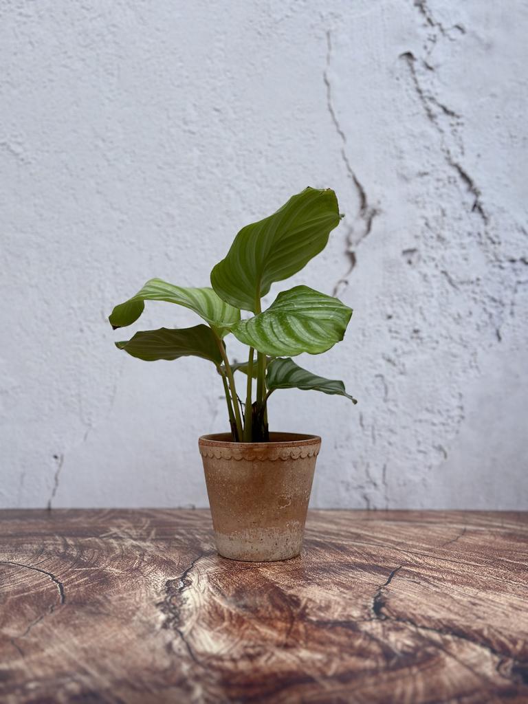 Calathea Orbifoglia baby