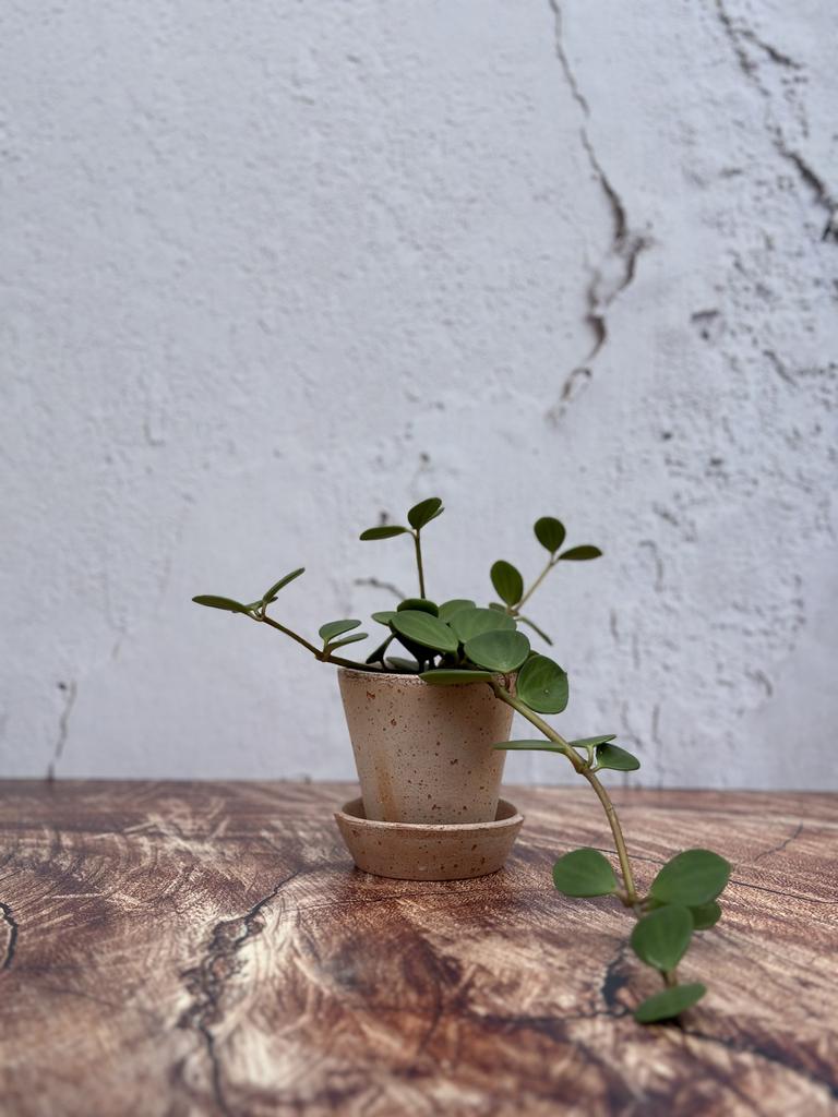 Peperomia Hope baby