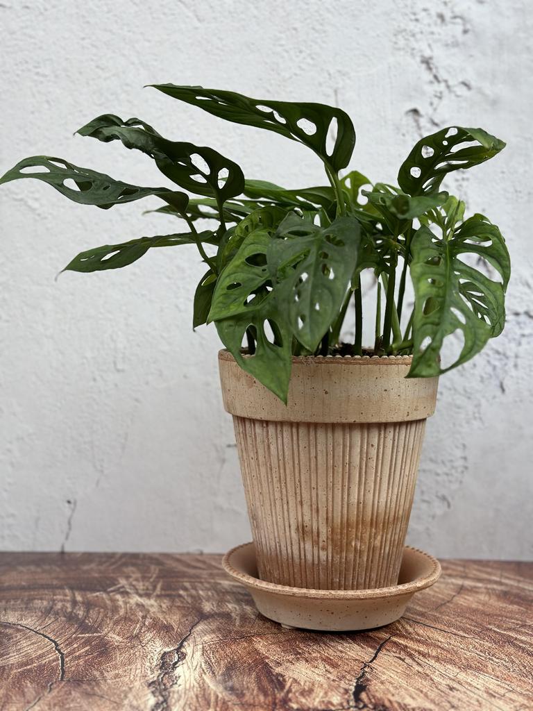 Monstera Adansonii aka Monkey Mask