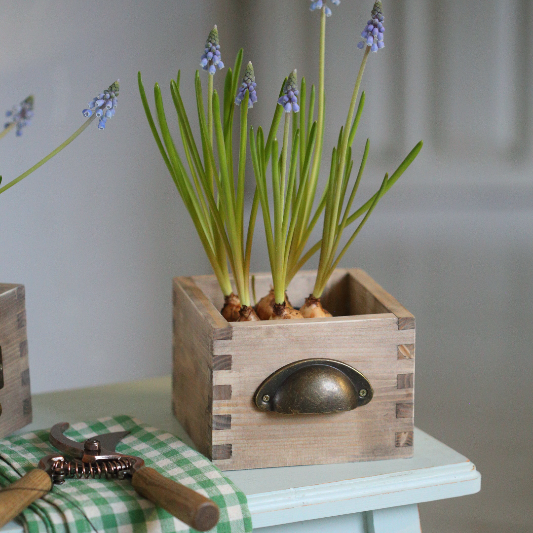 Ящичок-шухлядка дерев'яна 13см з ручкою-ракушкою DreamWood