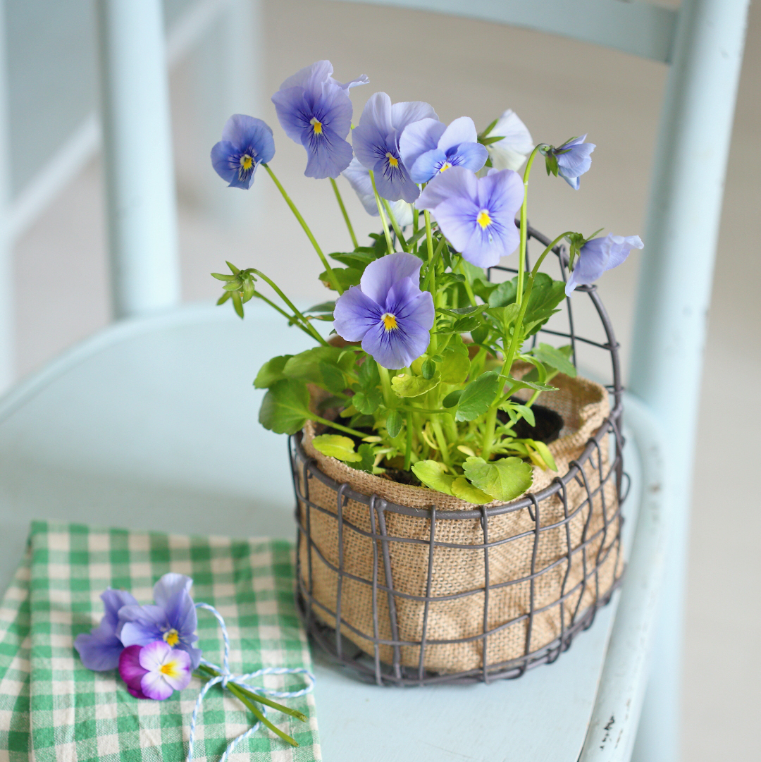 Корзинка 19см металева підвісна Canea