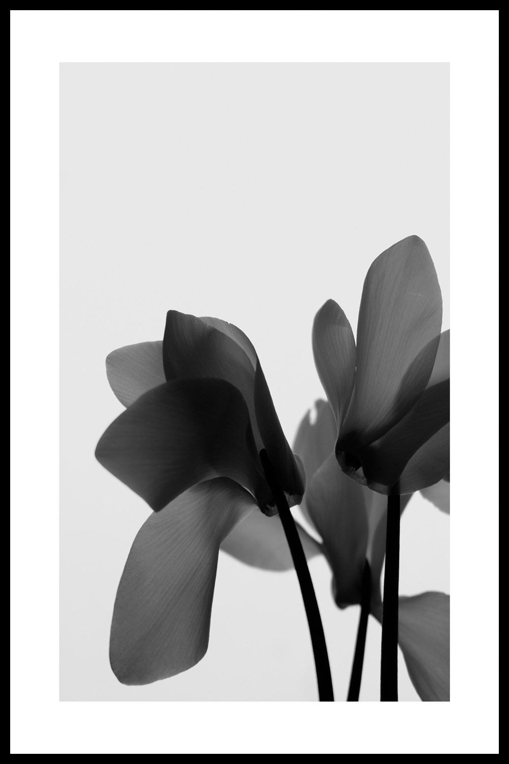 Постер Черно-Белые Цветы купить в интернет-магазине Postermarkt
