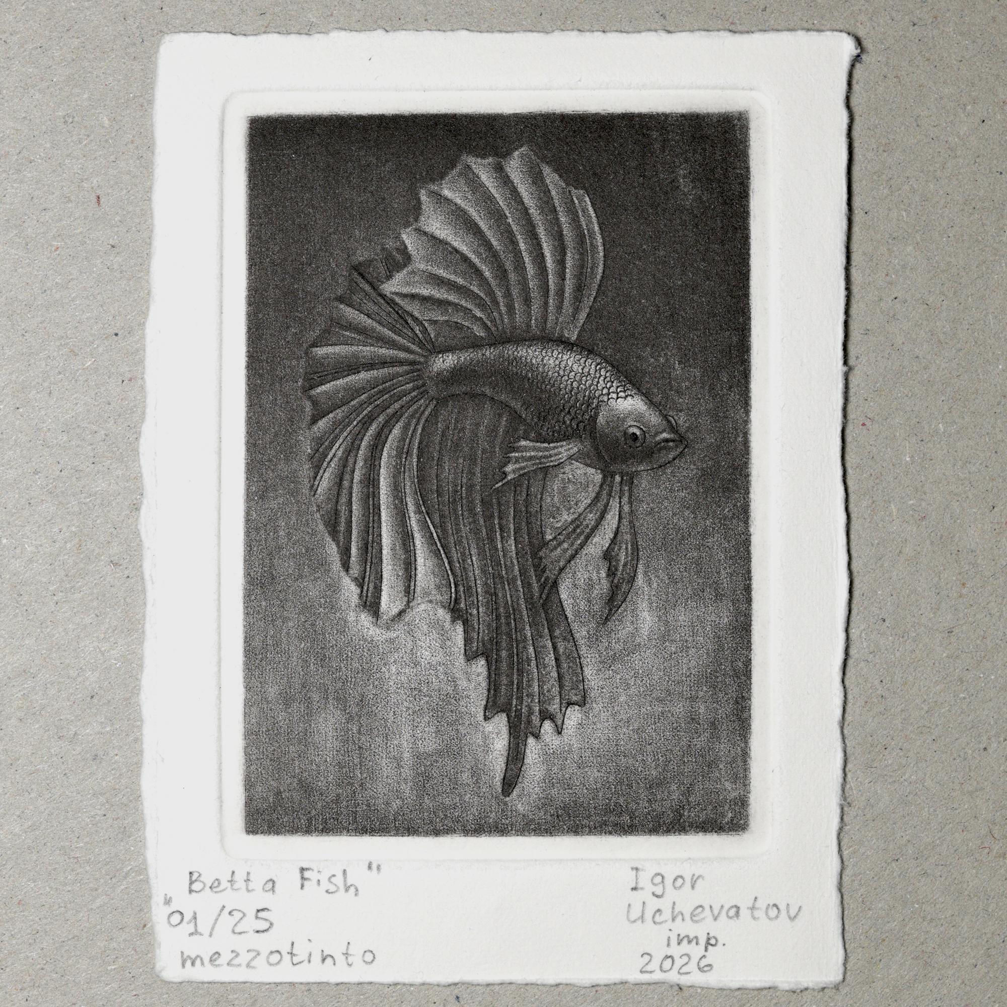 "Betta Fish" mezzotint print