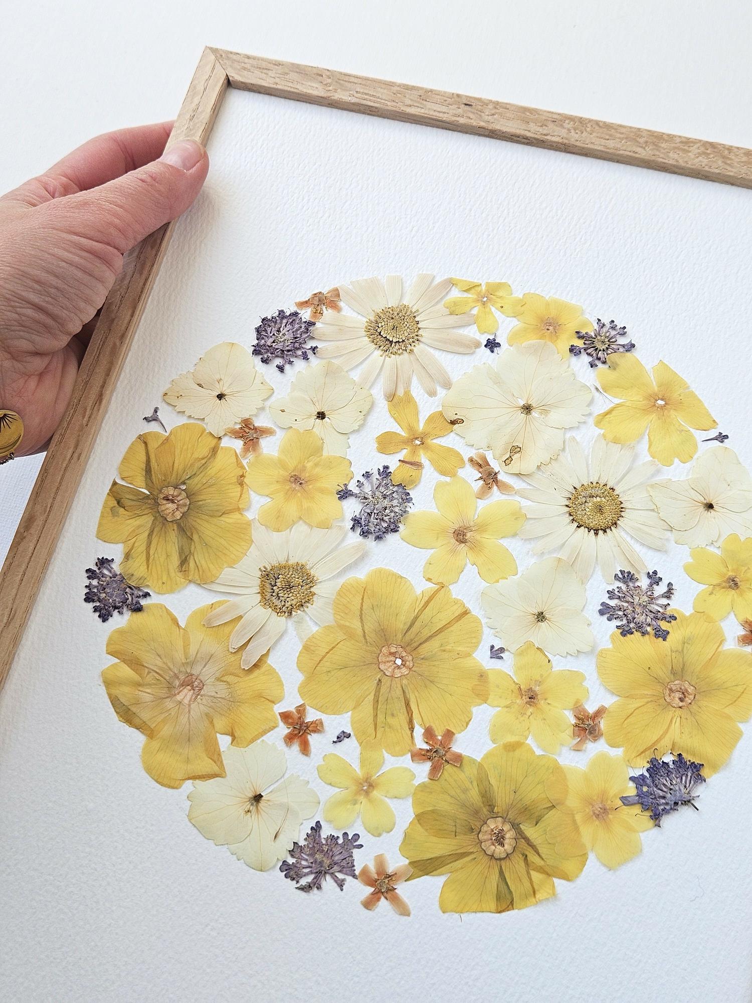 Herbier soleil jaune
