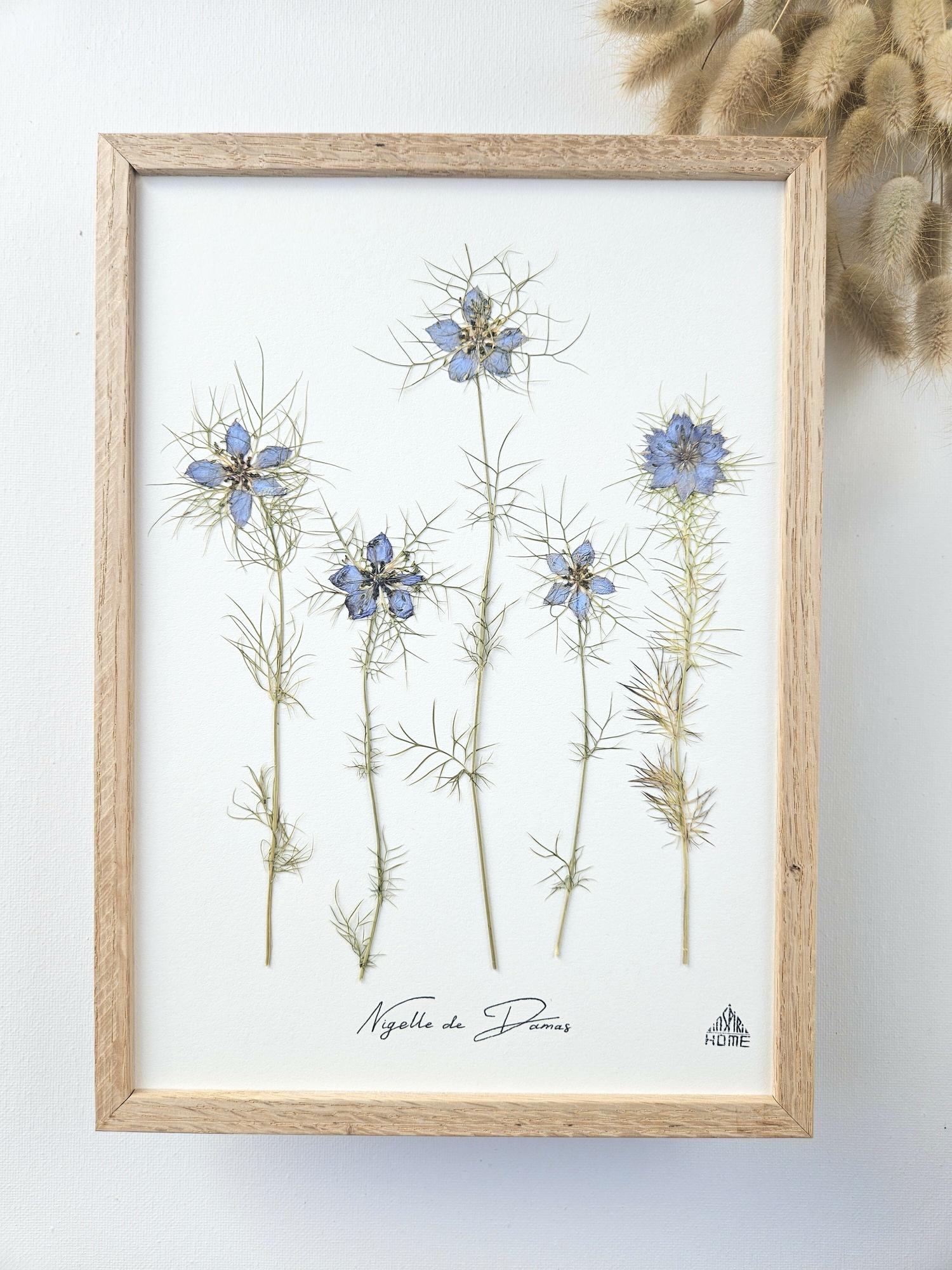 Herbier botanique Nigelle
