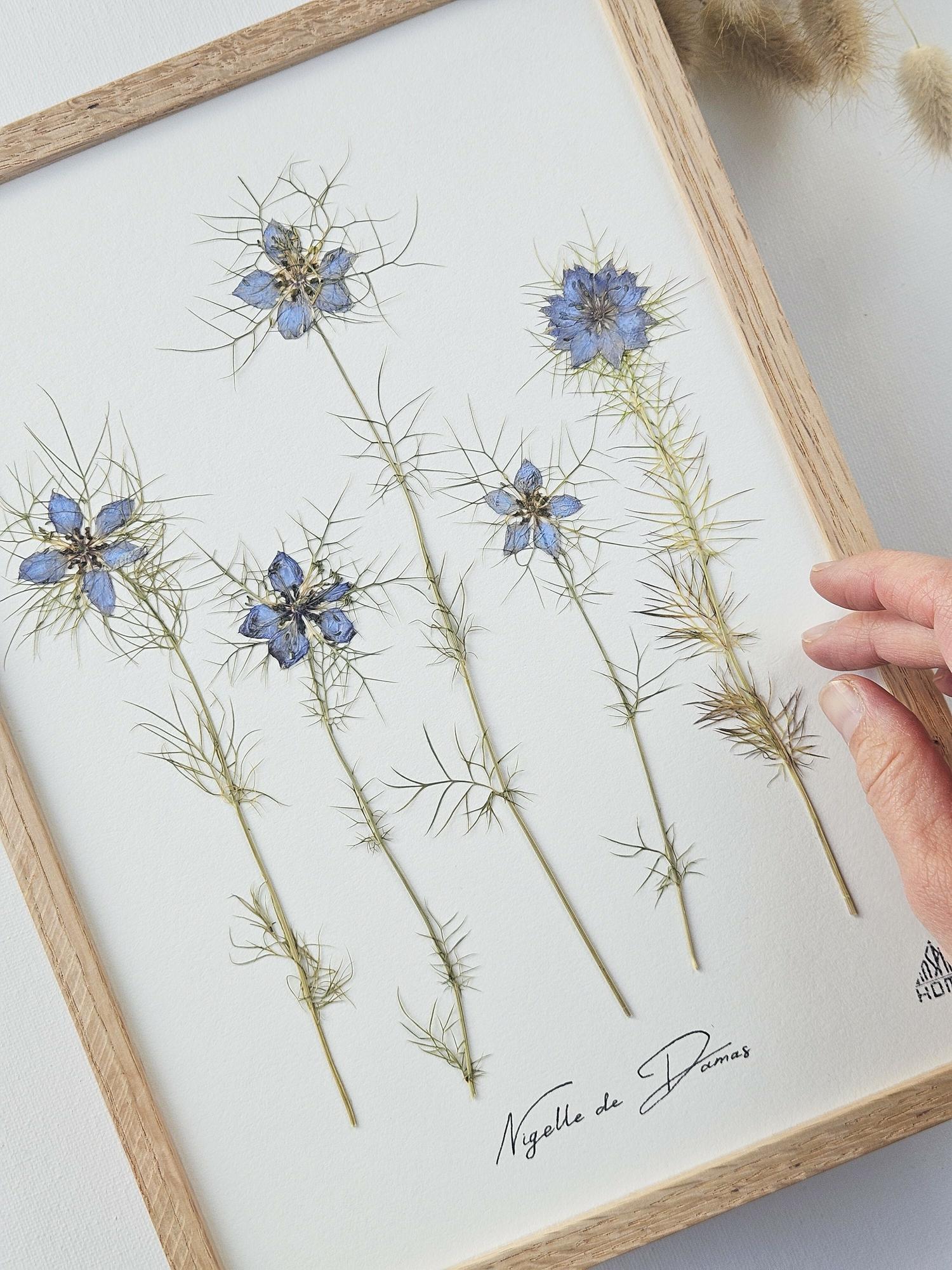 Herbier botanique Nigelle