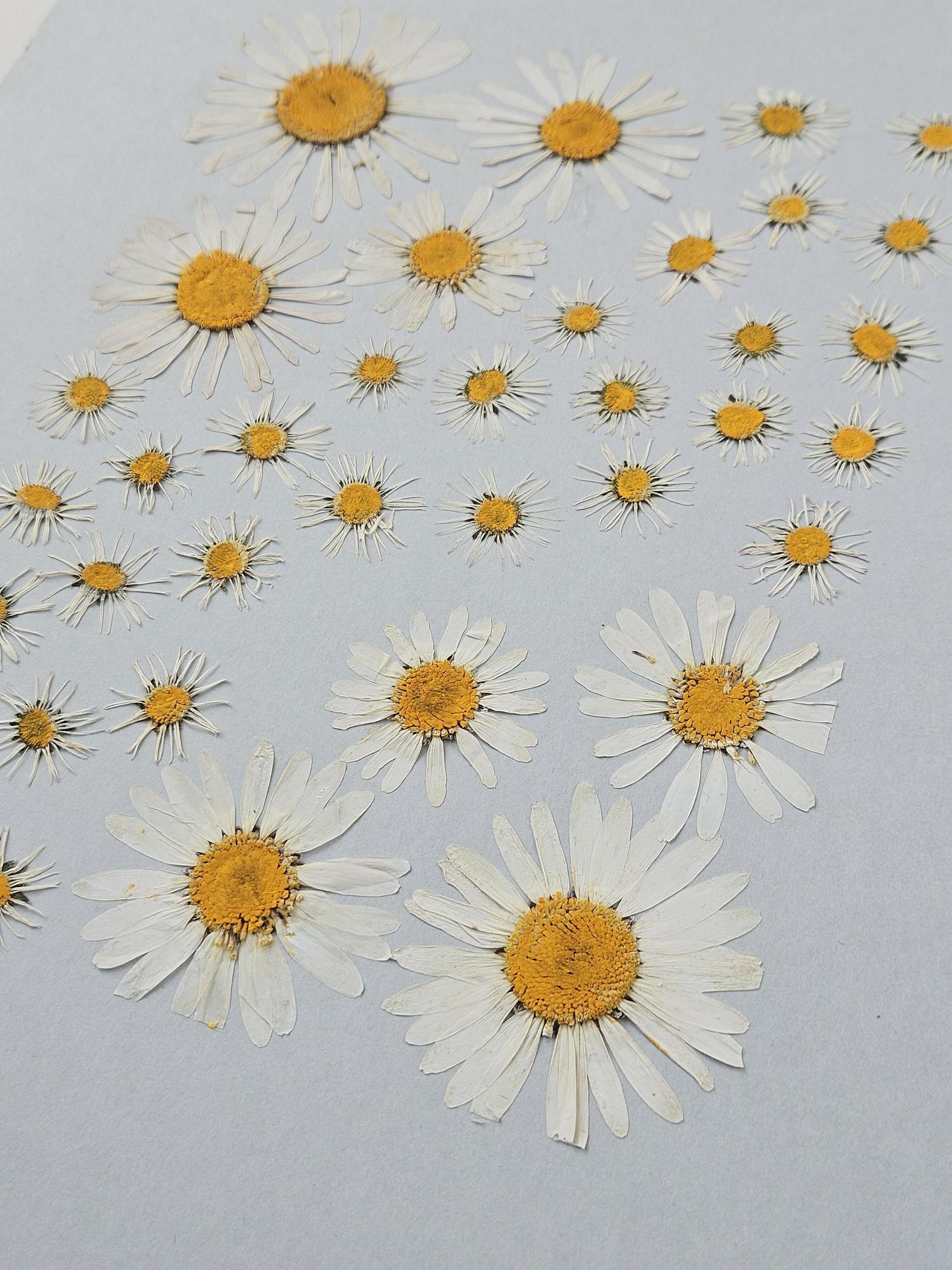 Herbier Marguerites