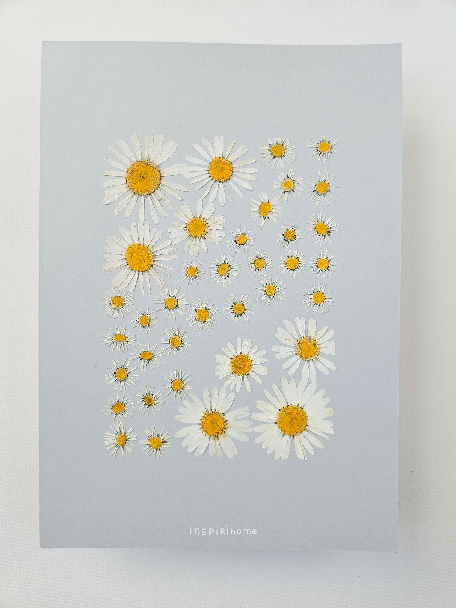 Herbier Marguerites