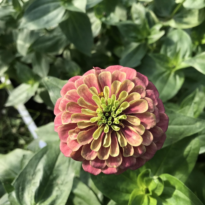 Цинния Квин ред Лайм (Zinnia Queen Red Lime)