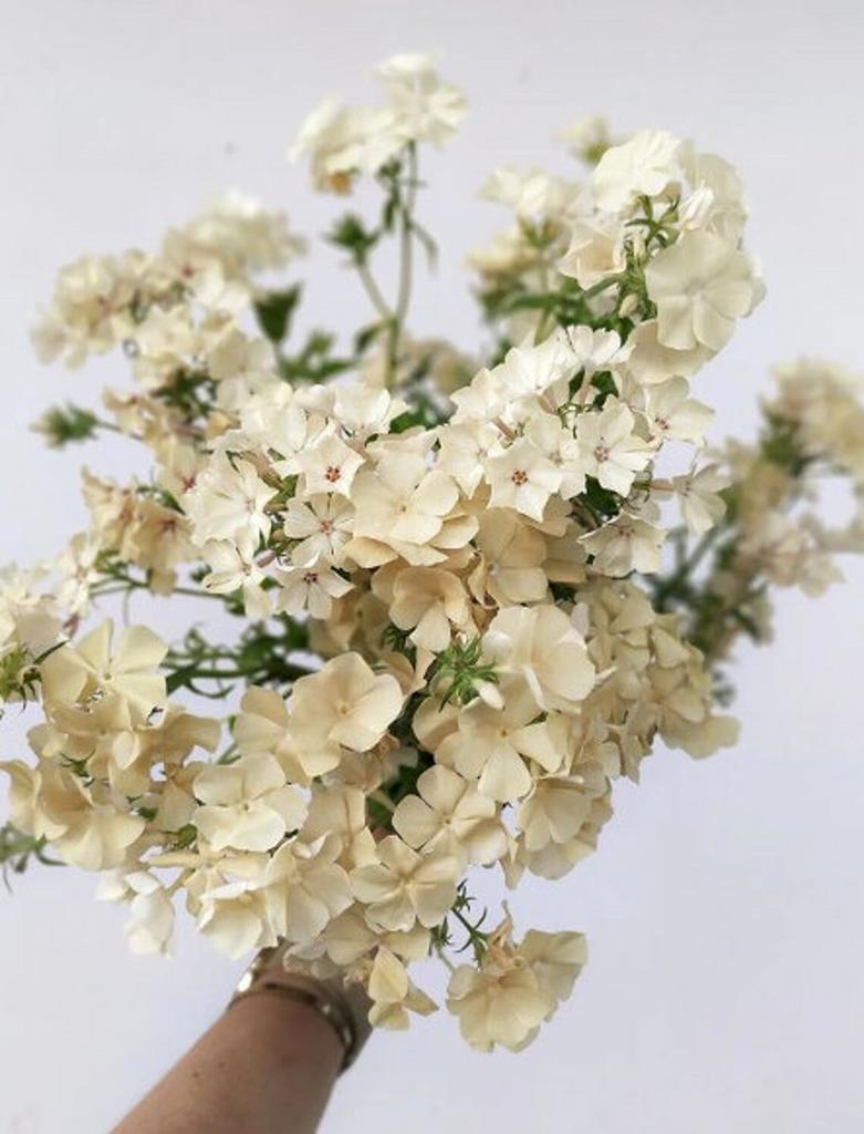 СЕМЕНА > Амми маюс (Ammi majus ) купить в интернет-магазине