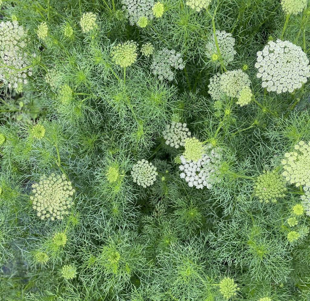 СЕМЕНА > Амми маюс (Ammi majus ) купить в интернет-магазине