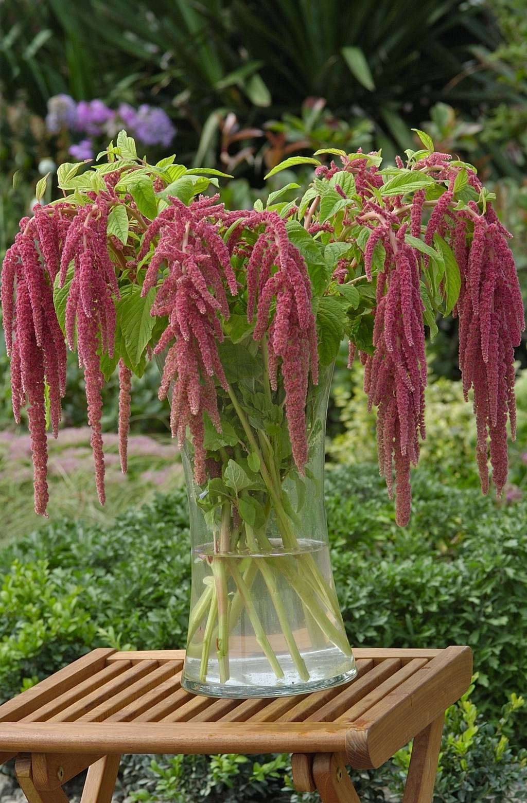 СЕМЕНА > AMARANTHUS CORAL FOUNTAIN купить в интернет-магазине