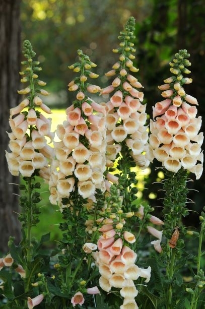 Digitalis dalmatian peach