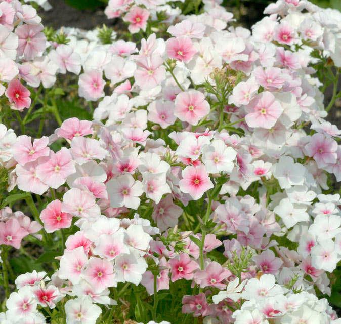 СЕМЕНА > Скабиоза Сноу Мейден (Scabiosa Snow Maiden) купить в интернет ...