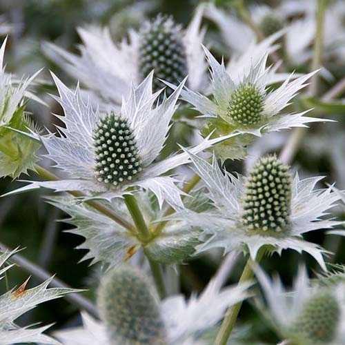 СЕМЕНА > Phlox drummondii grandiflora Creme Brulee ( 50 семян) купить в