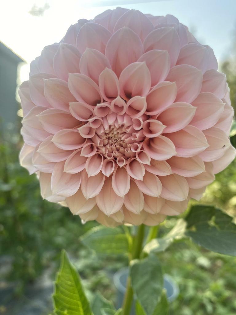 Георгина Peaches and Cream