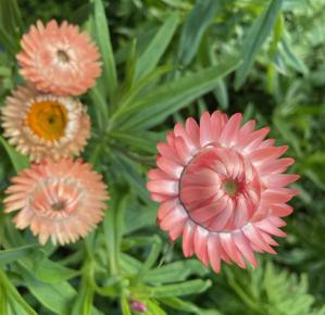 Гелихризум Сэлмон Роуз (Helichrysum bracteatum salmon rose)