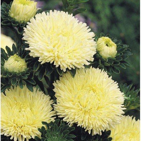 СЕМЕНА > Амми маюс (Ammi majus ) купить в интернет-магазине