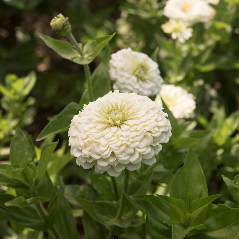 СЕМЕНА > Амми маюс (Ammi majus ) купить в интернет-магазине