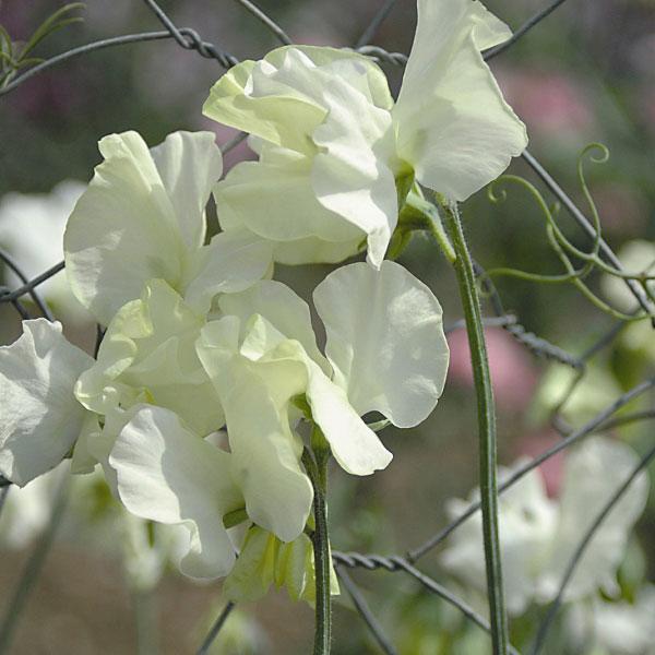 СЕМЕНА > Bells of Ireland купить в интернет-магазине