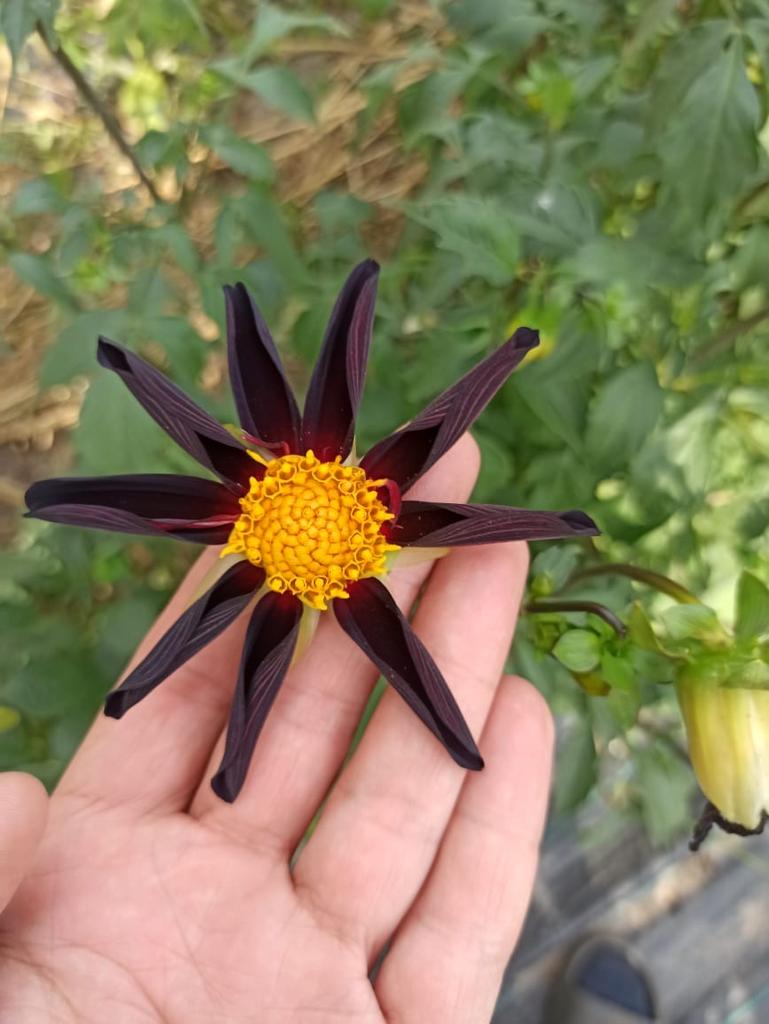 Георгина Verrone`s Obsidian