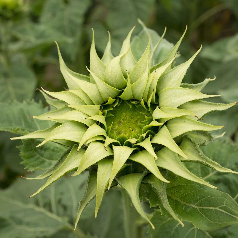 Helianthus annuus f1 sunfill green