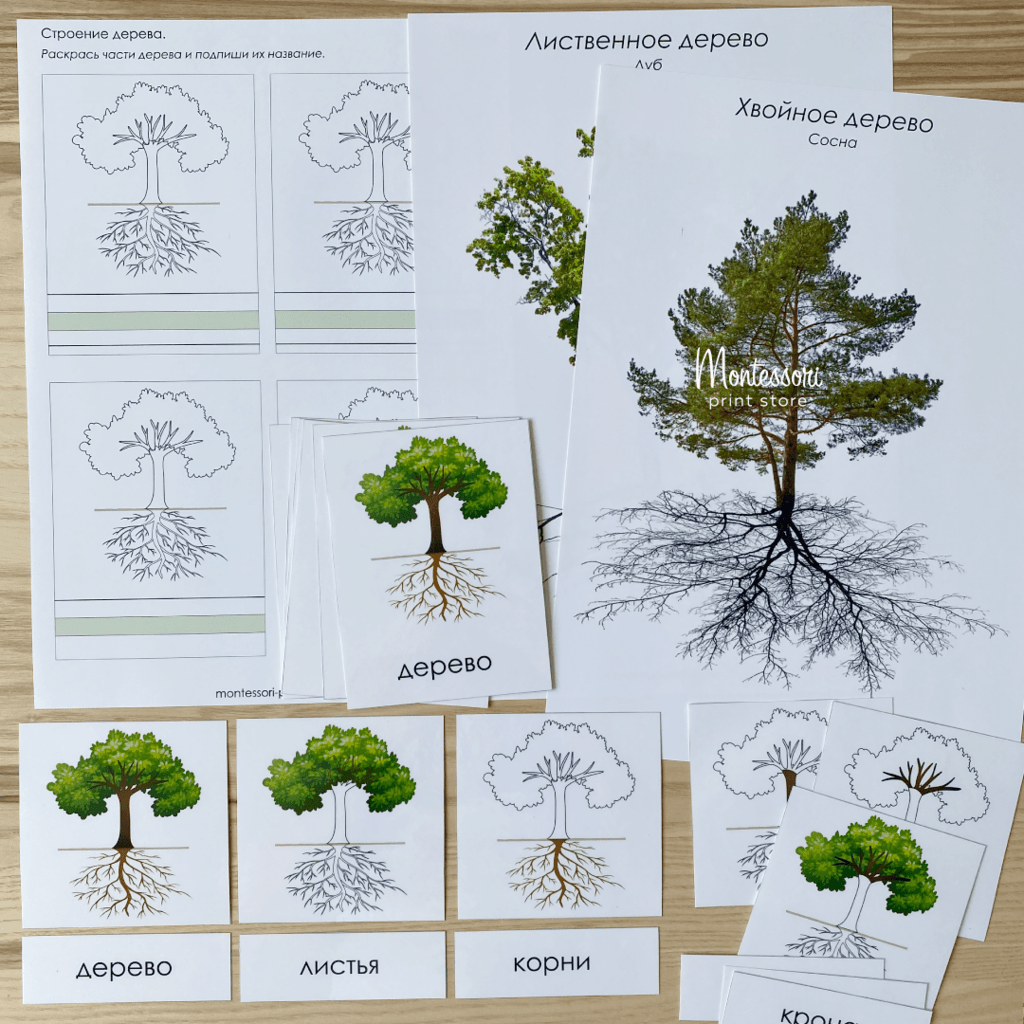 Деревья - тематический комплект, карточки Монтессори купить и скачать