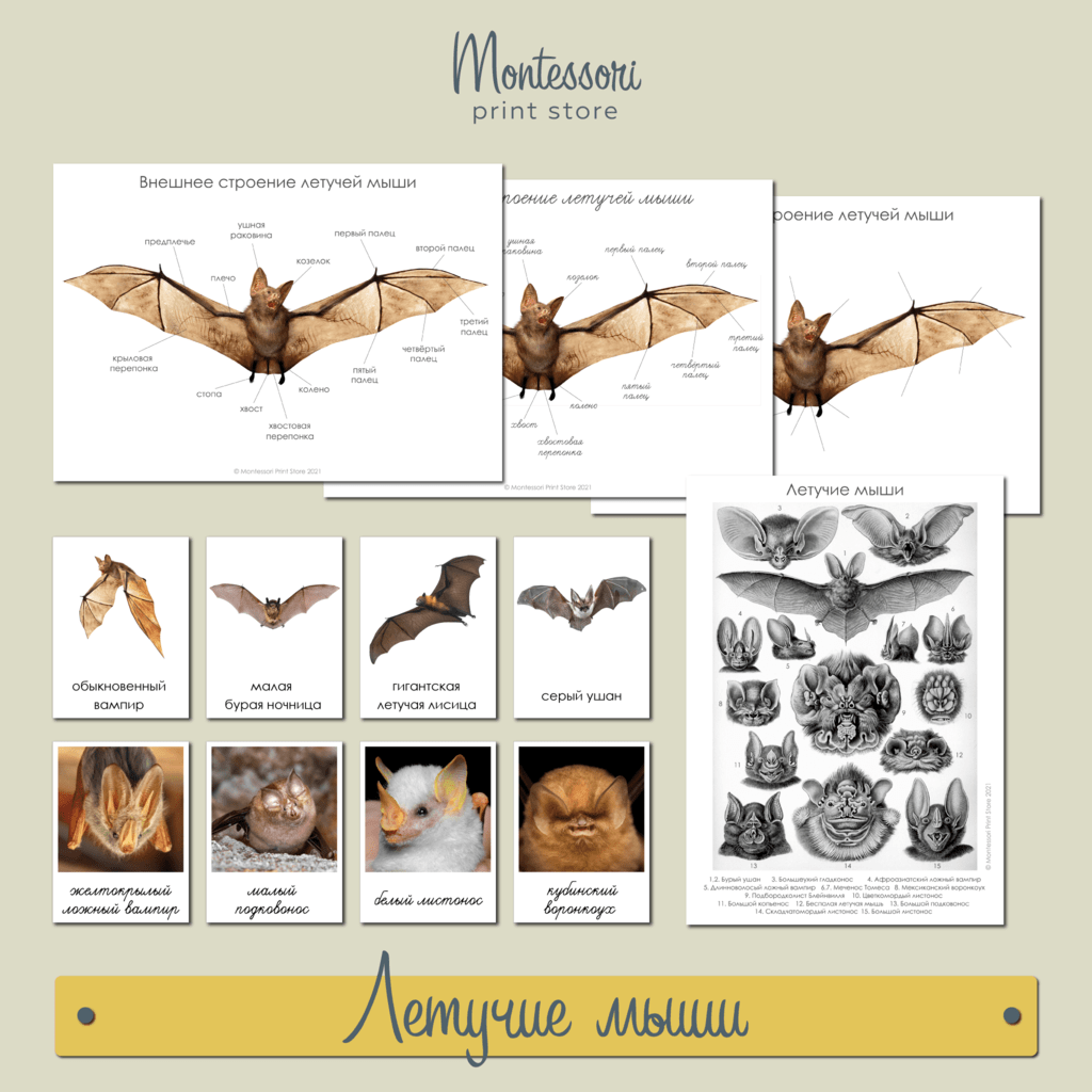 Летучие мыши - карточки Монтессори купить и скачать