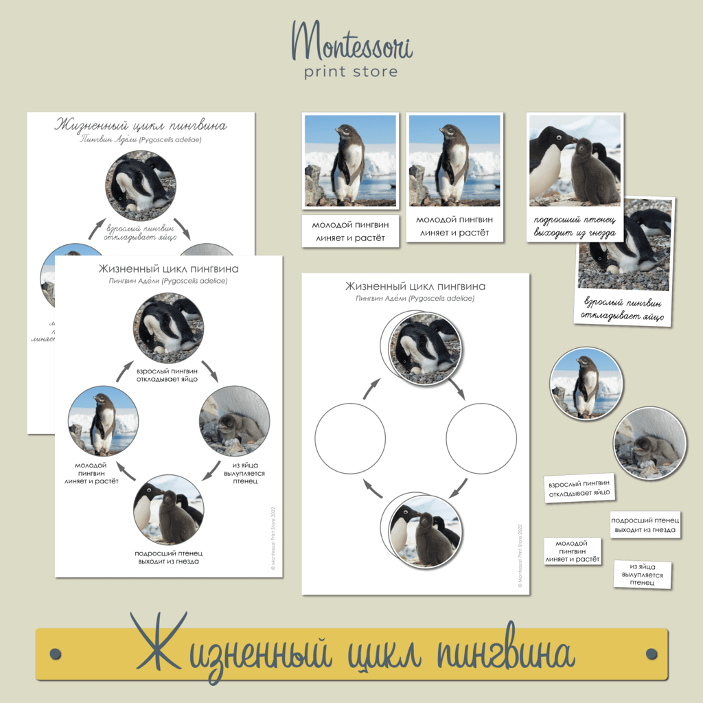 Жизненный цикл пингвина - карточки Монтессори купить и скачать