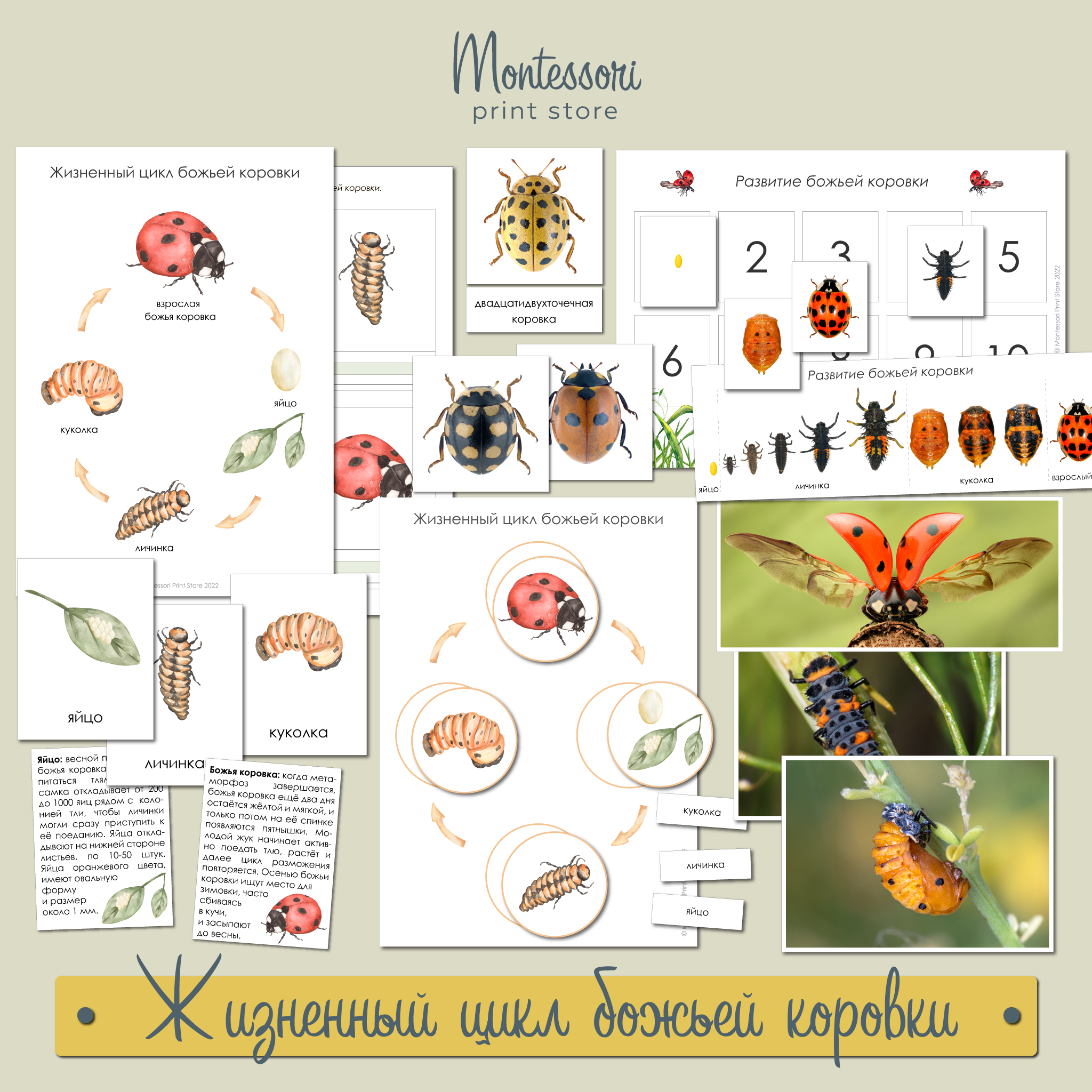 Сколько точек у божьей коровки? Музей природы