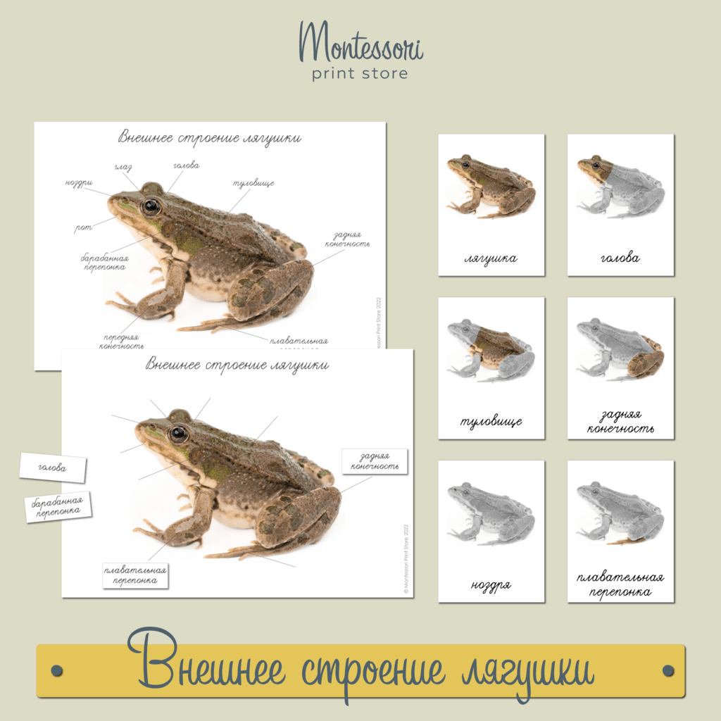 Строение лягушки - карточки Монтессори купить и скачать