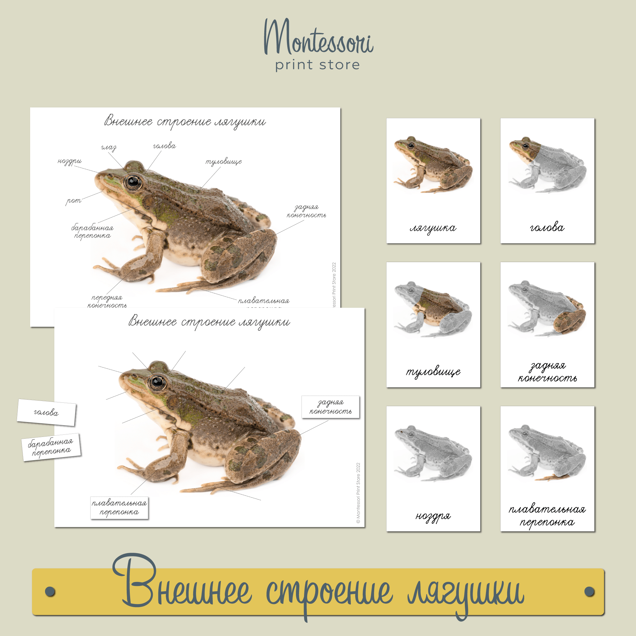 Строение лягушки - карточки Монтессори купить и скачать