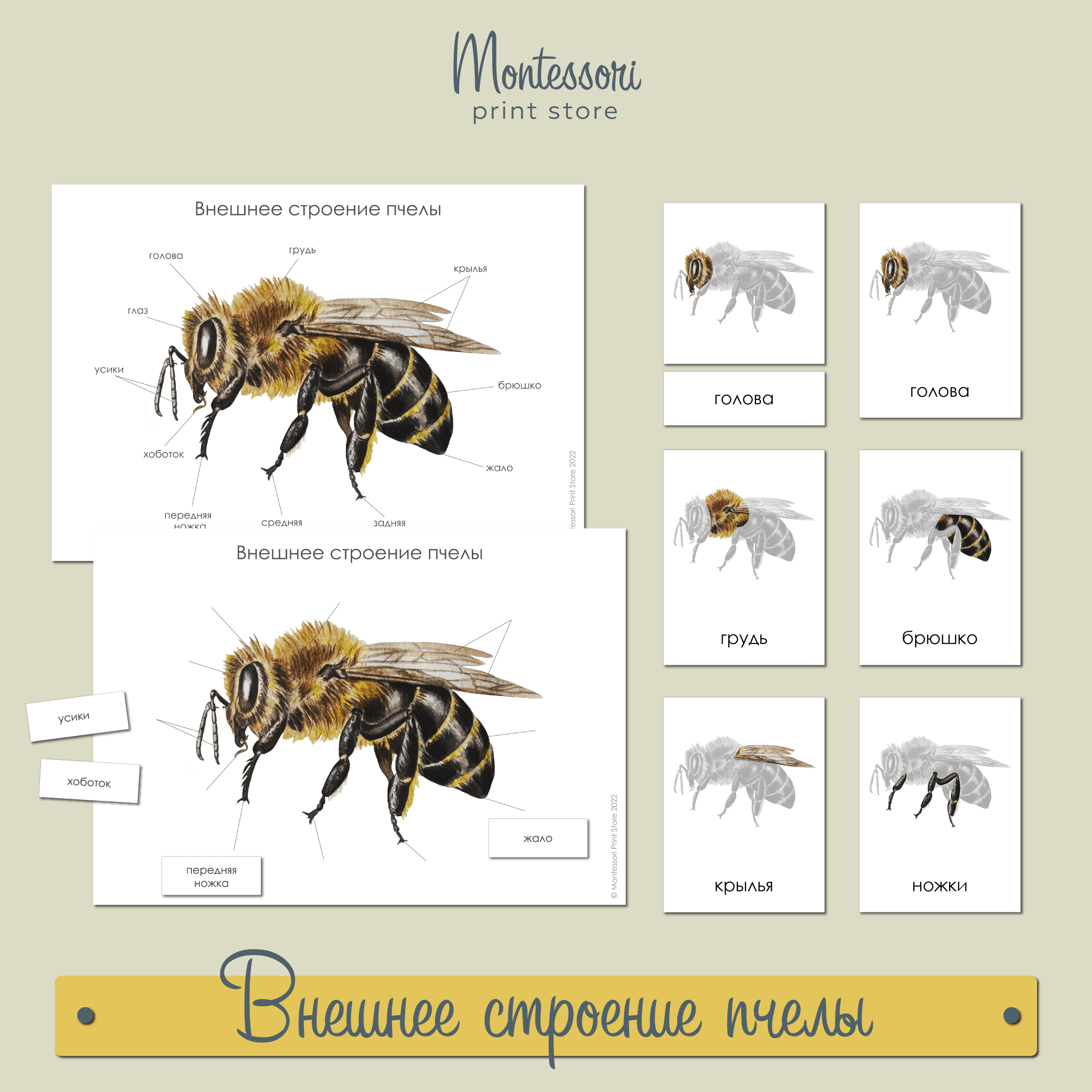 Окраска тела пчелы. Строение пчелы. Строение пчелы картинки. Пчела одиночка. Внешнее строение пчелы.