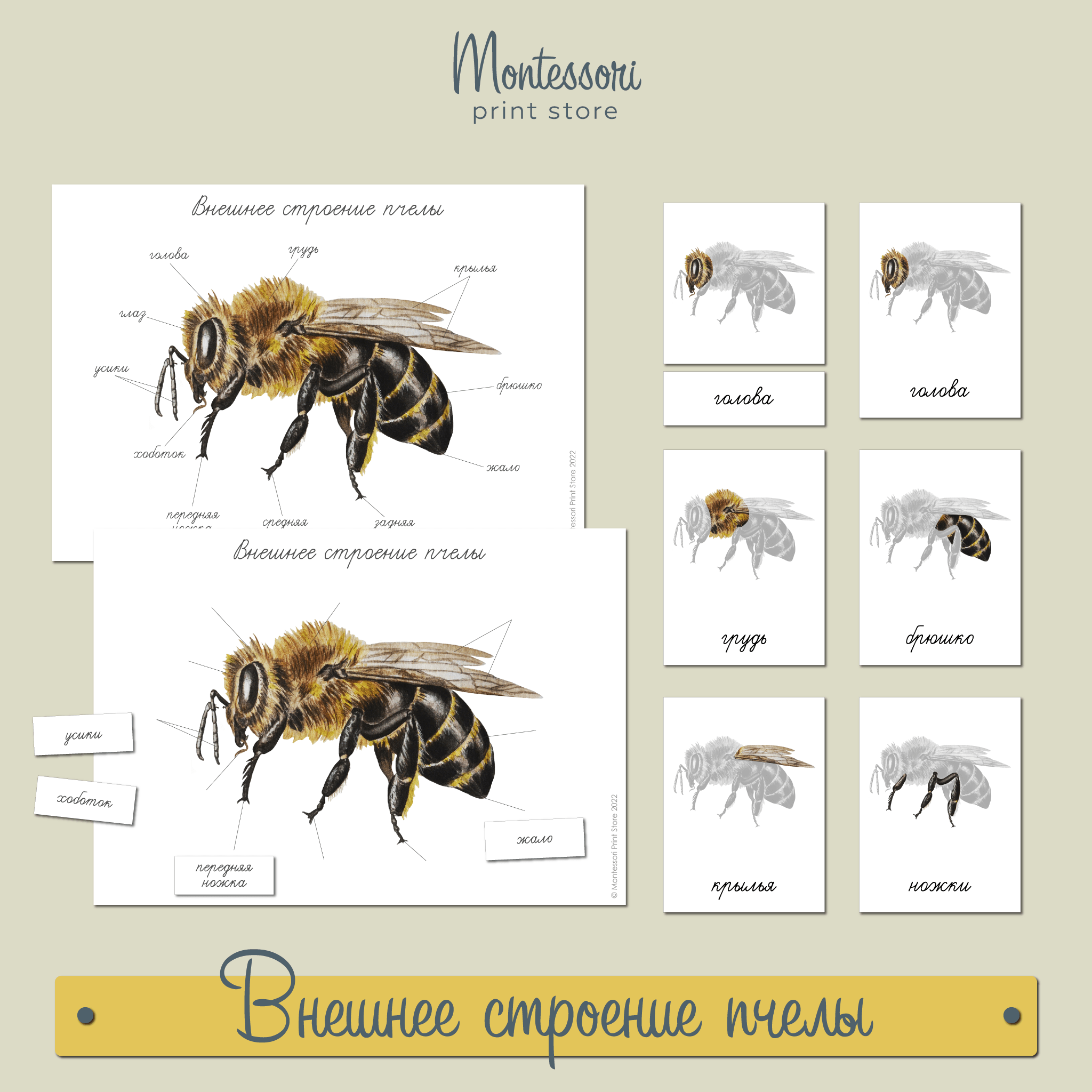 Внешнее строение пчелы - карточки Монтессори купить и скачать