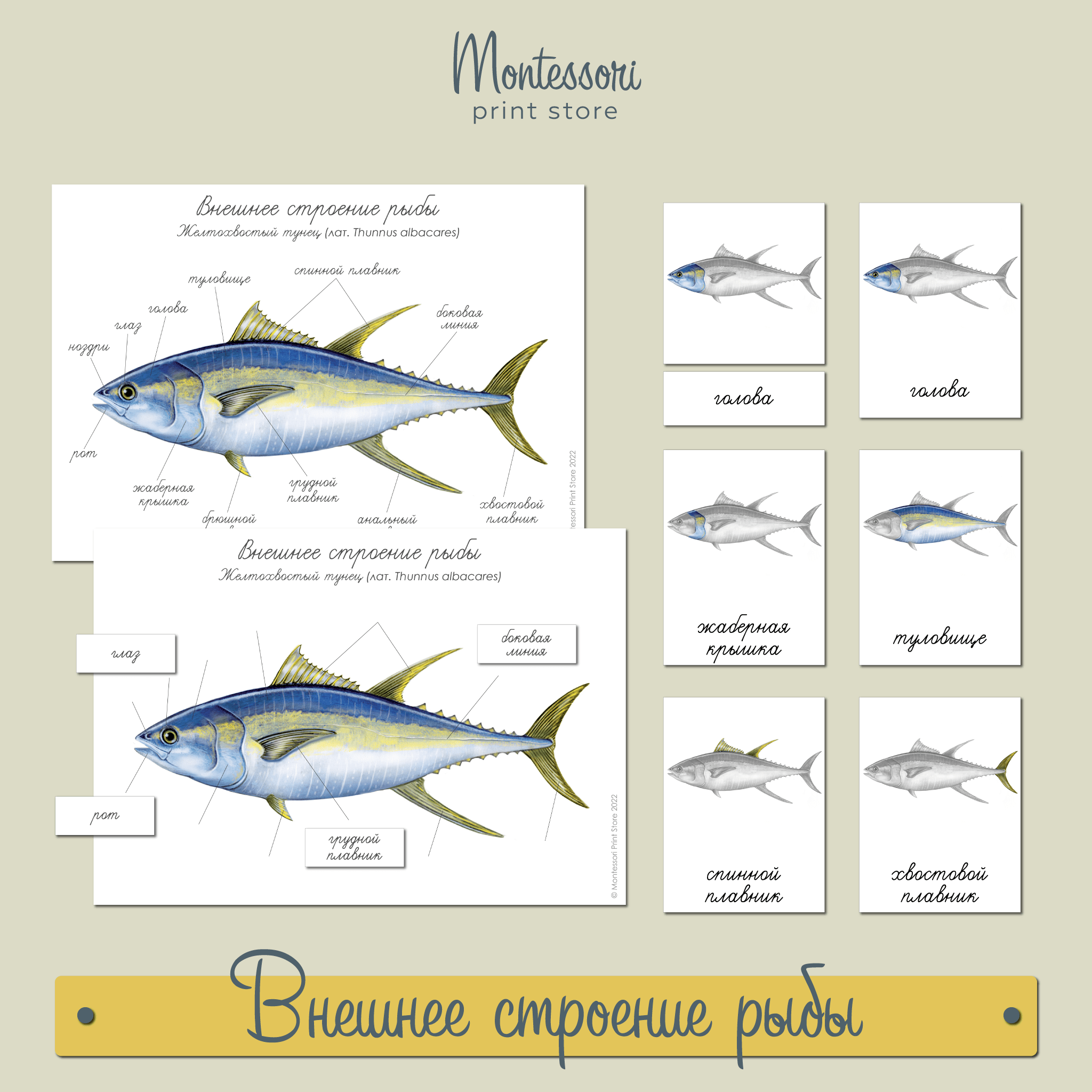 Внешнее строение рыбы - карточки Монтессори купить и скачать